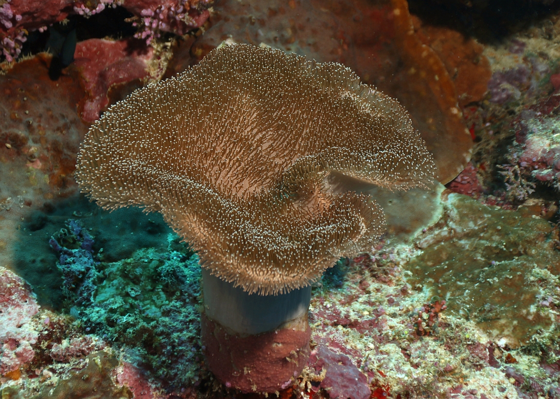 Sipadan_2015_Corail mou_IMG_2403_rc.jpg